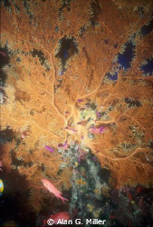Dogtooth Pinnacle is my favorite dives sites as you can s... by Alan G. Miller 
